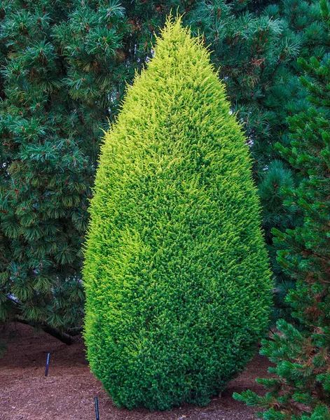 Juniperus communis 'Gold Cone' 
